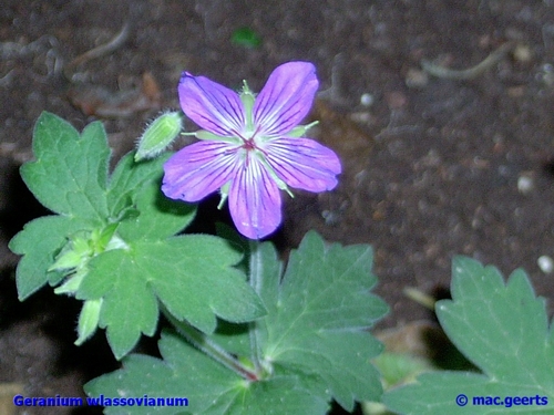 Geranium wlassovianum